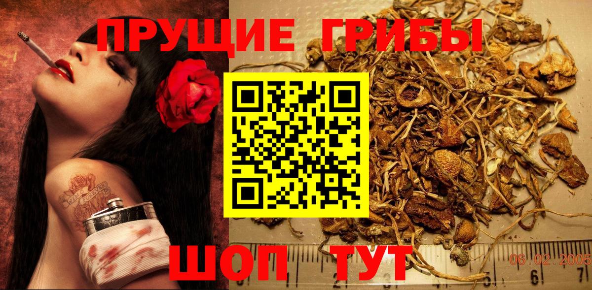 Псилоцибиновые грибы Psilocybe Орск